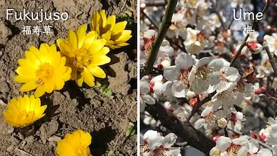 Fukujuso and Ume blossoms: Beyond Sakura.