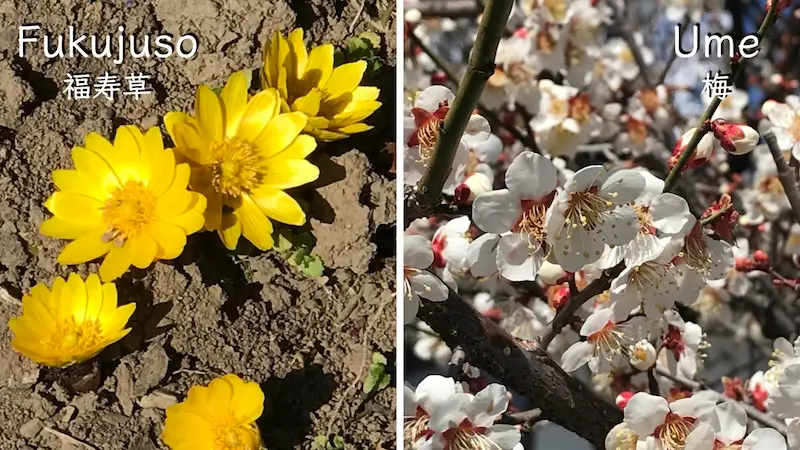 Fukujuso and Ume blossoms with "Beyond Sakura"