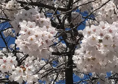 Sakura (cherry) blossom.