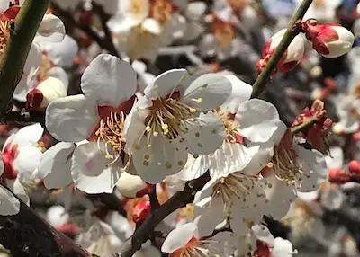 Ume (Japanese Plum)