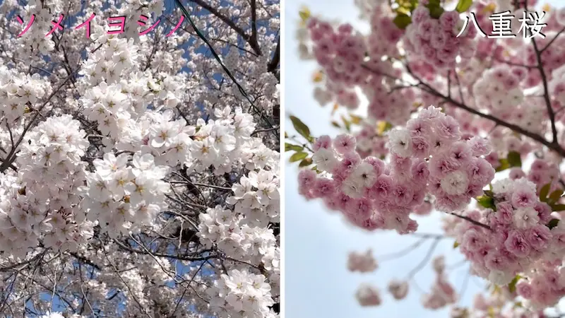 Comparison of pale pink Somei-yoshino and deep pink Yae-zakura.