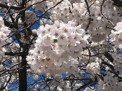Close-up of a single-flowered Somei-yoshino with five petals.