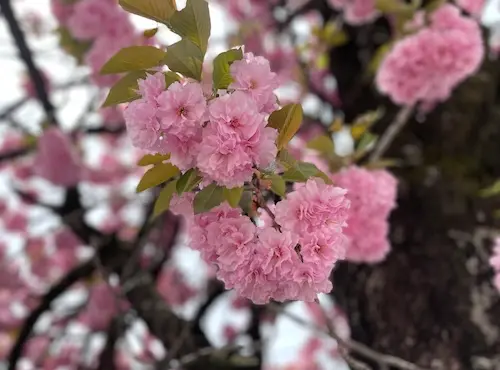 Gorgeous, multi-layered Yae-zakura flowers.