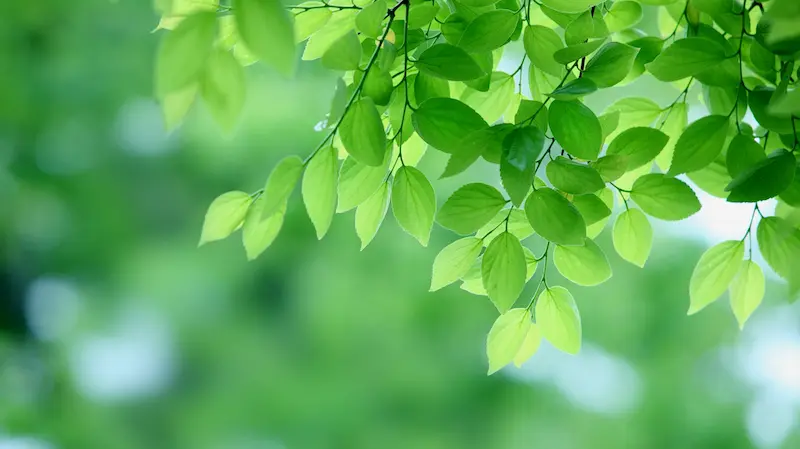 Vibrant fresh green leaves with sunlight filtering through.