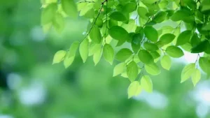 Radiant Moegiiro green leaves full of vitality.