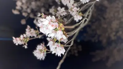 Night cherry blossoms in Japan representing learning Japanese through culture.