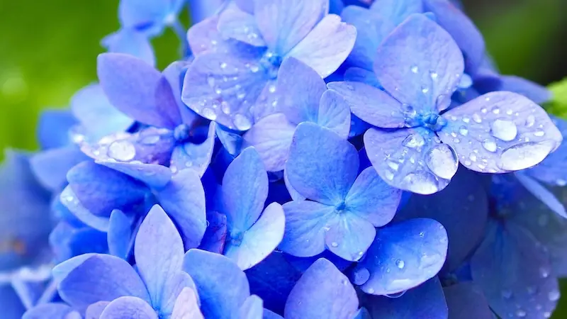 Hydrangea covered with raindrops