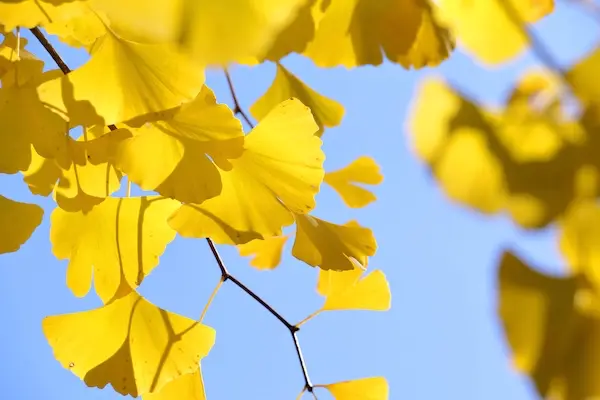 Yellow ginkgo leaves against a clear blue autumn sky