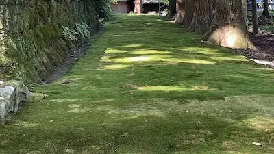 Green moss covering a shaded path beneath tall trees in Japan