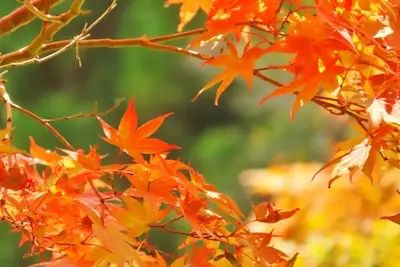 Colorful momiji leaves in Japanese autumn